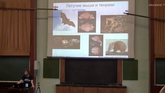 Станислав Дробышевский Rutube