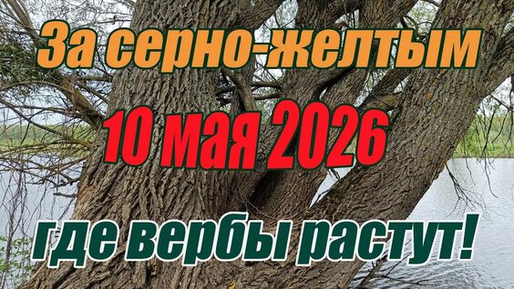 Верба YouTube