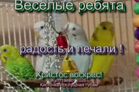 Весёлые ребята Rutube