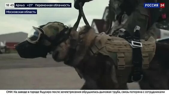 Виктор Золотов VK Видео