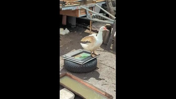 Юлия Гаврилина VK Видео