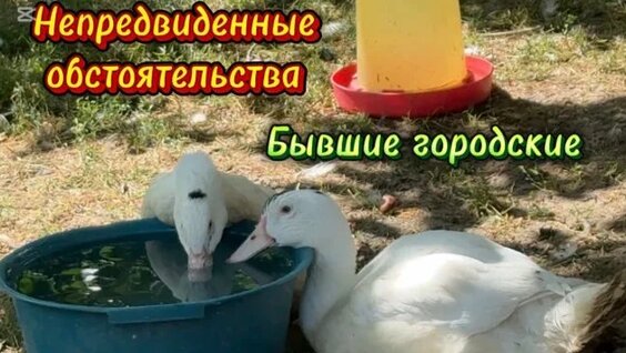 Юлия Пересильд Rutube