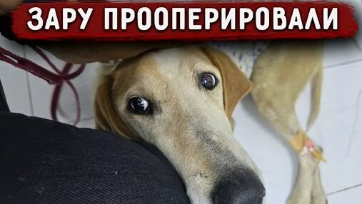 Зара Дзен