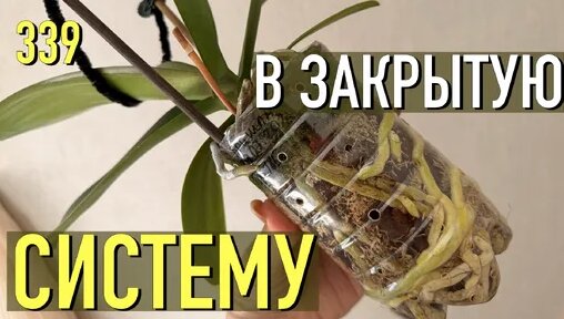 Зара Дзен