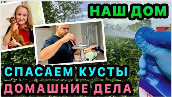 Жасмин Rutube