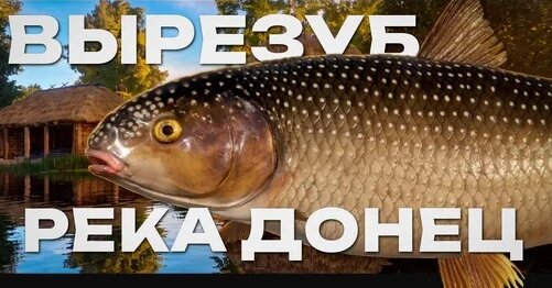 Zoloto Дзен