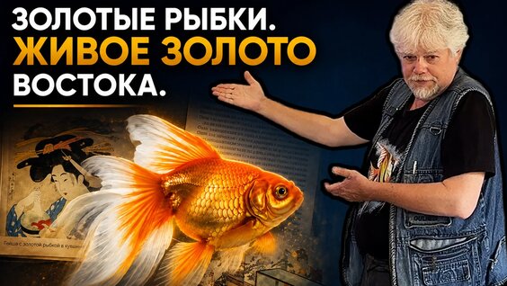 Zoloto VK Видео