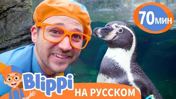 Зоопарк VK Видео