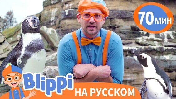Зоопарк VK Видео