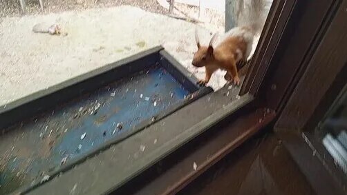 Зоопарк Дзен