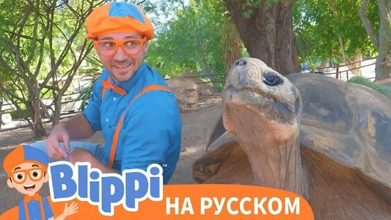 Зоопарк VK Видео