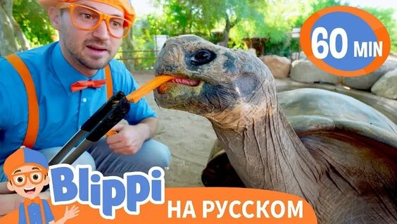 Зоопарк VK Видео
