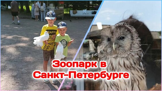 Зоопарк Rutube