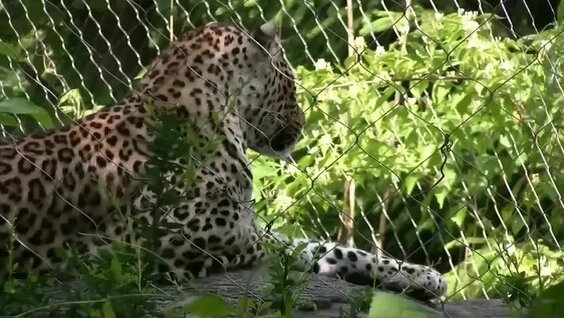 Звери VK Видео