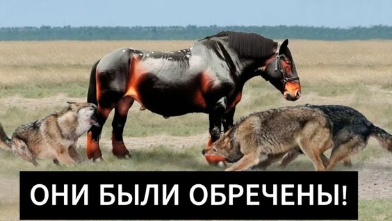 Звери VK Видео