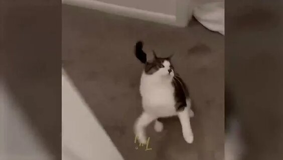 Звери VK Видео