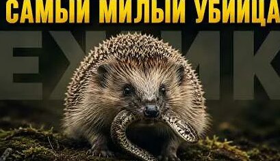 Звери YouTube