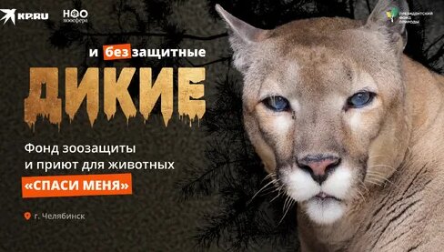 Звери Дзен
