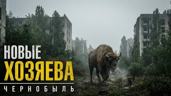 Звери VK Видео